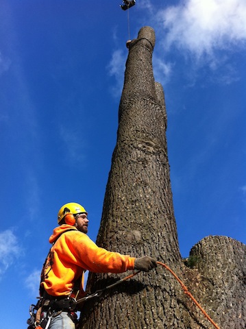 Tree-Removal-Tacoma-WA