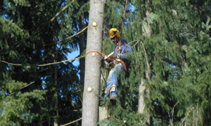 Tree-Removal-Bonney-Lake-WA