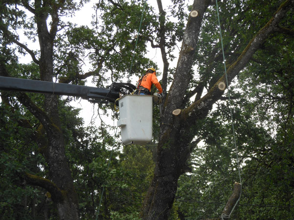 Lakewood Backyard Tree Trimming