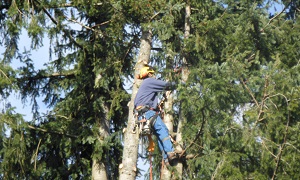 Milton Backyard Tree Trimming