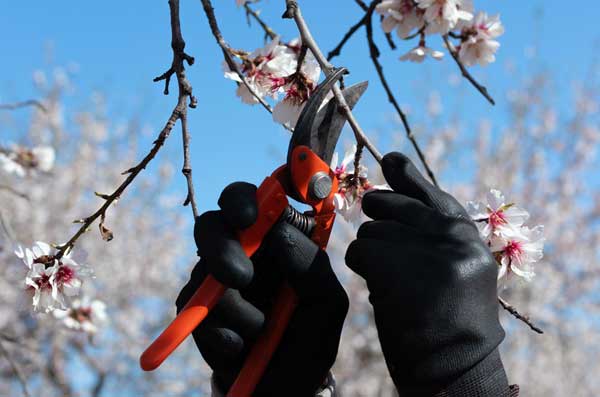 Steilacoom Commercial Tree Pruning Steilacoom Commercial tree pruning