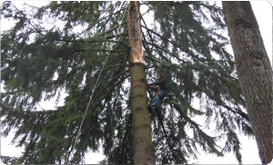 Graham Cutting Tree Company Graham Cutting Tree Company