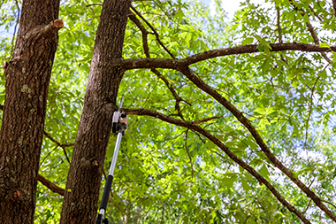 Federal Way Cutting Tree Company