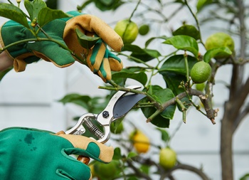 Affordable Bonney Lake fruit tree pruning in WA near 98391