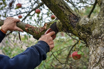 Lake Tapps fruit tree pruning to help new growth in WA near 98092
