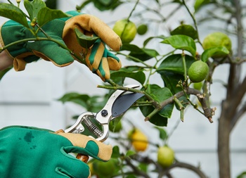Affordable Puyallup fruit tree pruning in WA near 98374