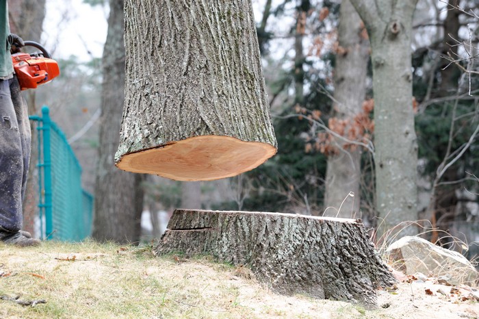 Lakewood Home Tree Maintenance