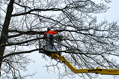Federal Way Local Tree Service