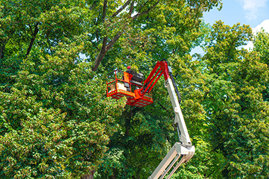 Gig Harbor Local Tree Service