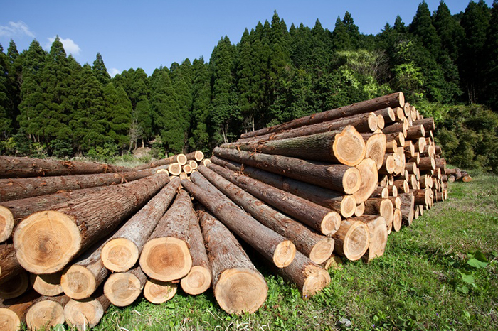Logging-Companies-Graham-WA