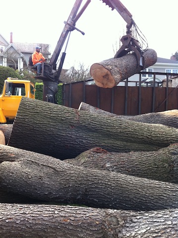 Cut-Big-Tree-Tacoma-WA