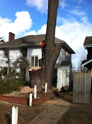 Tree-Removal-Services-DuPont-WA