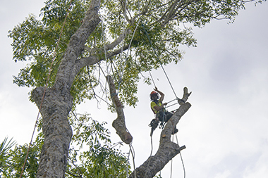 Property Tree Care Bonney Lake Property Tree Care