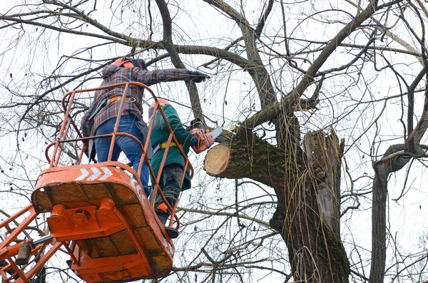 Property Tree Care DuPont Property Tree Care