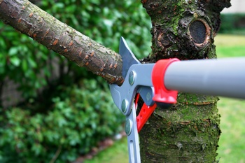 Expert arborist for Lakewood shaping trees in WA near 98499