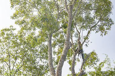 Federal Way Tree Cutting Service