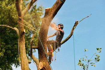 Expert Graham tree cutting service in WA near 98338