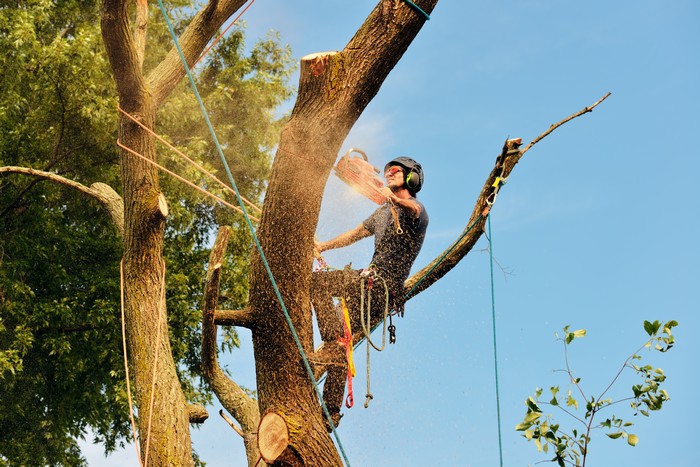 Tree-Cutting-Service-Graham-WA