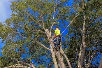Professional Lakewood tree pruning in WA near 98499