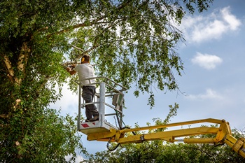 Certified Parkland tree pruning in WA near 98444