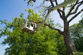 Certified South Hill tree pruning in WA near 98374