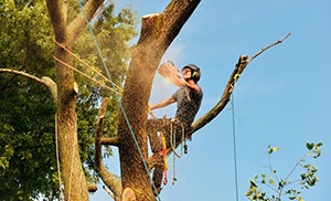 Professional Lakewood tree removal in WA near 98499