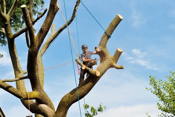 Affordable Graham tree removal service in WA near 98338