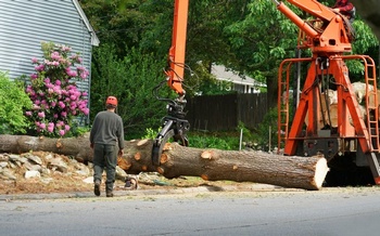 Professional Bonney Lake tree removal services in WA near 98391