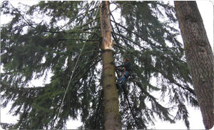 Expert Waller tree service removal in WA near 98443
