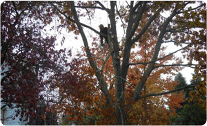 Professional Summit tree service in WA near 98446