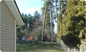 Arborist-Fife-WA