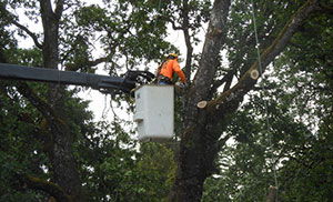 Local Midland best arborist in WA near 98445