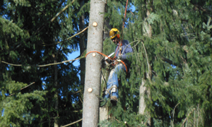 Local Waller Best Arborist in WA near 98443