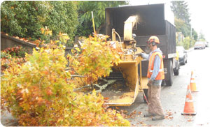 Local Midland Logging Companies in WA near 98445