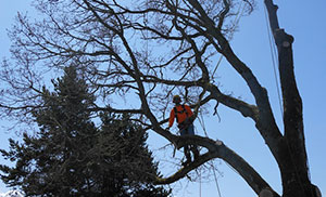 Experienced Summit Certified Arborist in WA near 98373