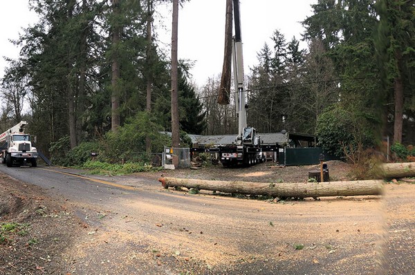 Emergency-Tree-Removal-Tacoma-WA