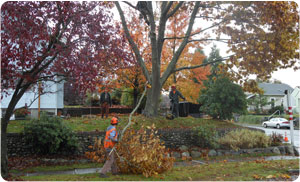 Arborist-DuPont-WA