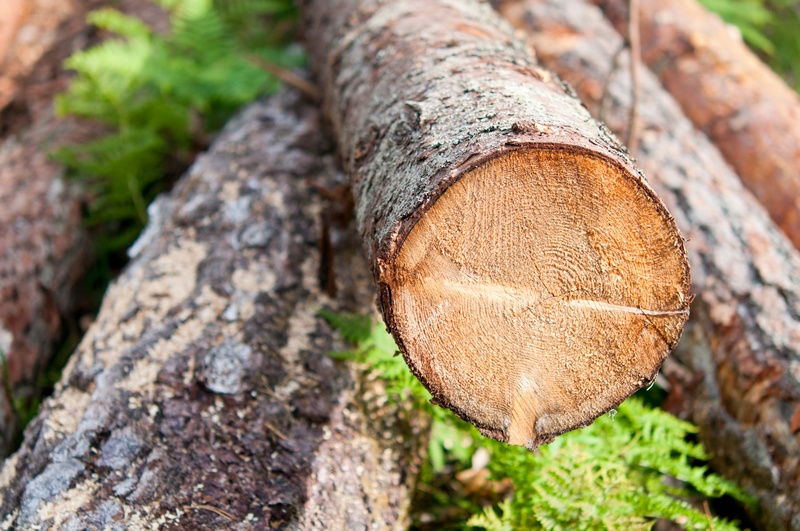 Logging-Companies-Lakewood-WA