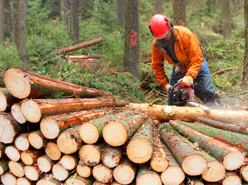 Logging-Companies-Spanaway-WA