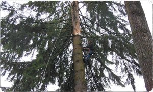 Stump-Grinding-Fircrest-WA