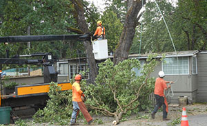 Local Midland Stump Grinding in WA near 98445