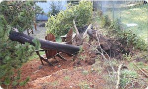 Stump-Grinding-Tacoma