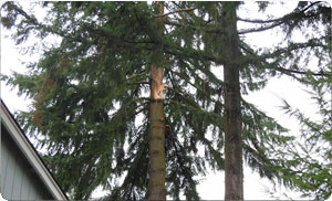 Stump-Removal-Spanaway-WA