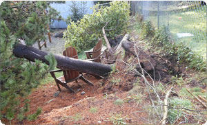 Stump-removal-Parkland-wa