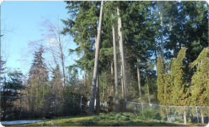 Midland top rated tree company for you in WA near 98445