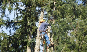 Waller Top Rated Tree Company for you in WA near 98443