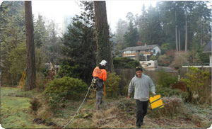 Experienced Midland Logging Company in WA near 98445