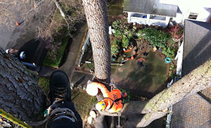 Professional Midland tree cutting service in WA near 98445