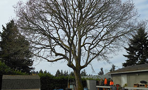 Midland tree pruning by experts in WA near 98445