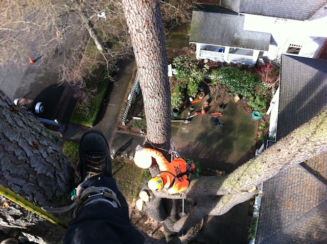 Tree-Removal-Company-Lakewood-WA